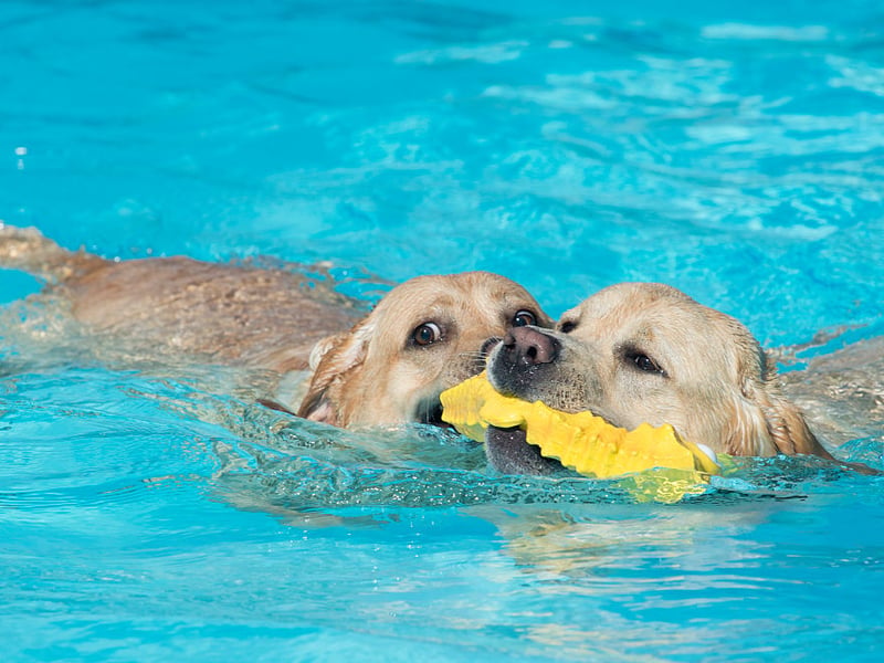 The world's most popular dog, the Labrador Retriever was originally used to retriever (hence the name) fish, fishing nets and even fishermen from the ice cold sea. This made their webbed feet invaluable - as well as their water repellent coat and rudder-like tail. These dogs are one of the strongest swimmers.