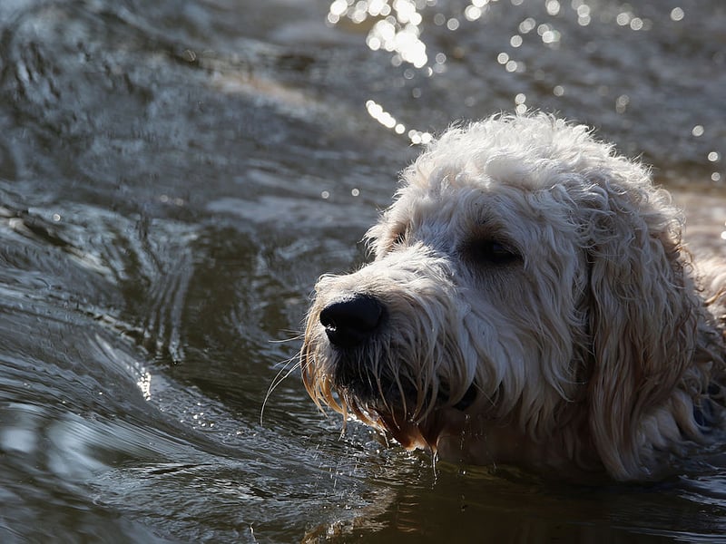Thankfully the Otterhound is no longer used to hunt the cute aquatic mammals from which they got their name. When they did though, they were greatly assisted in their task by having the same webbed feet as their prey. 