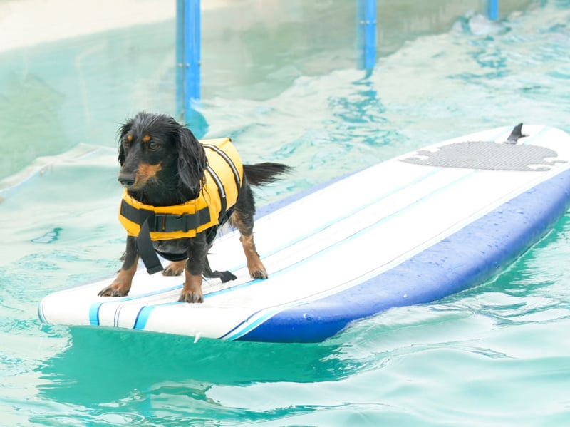Not exactly known for their swimming abilities, it comes as a surprise to many that their cute sausage dog has webbed feet. Originally bred for hunting, their specialised feet help the Dachshund dig really quickly to locate critters underground. 