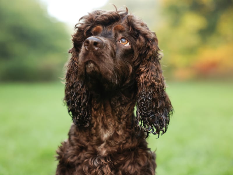 As the name may suggest, there are few things the Irish Water Spaniel enjoys more than going for a dip in a river, lake or sea - aided by their webbed paws.