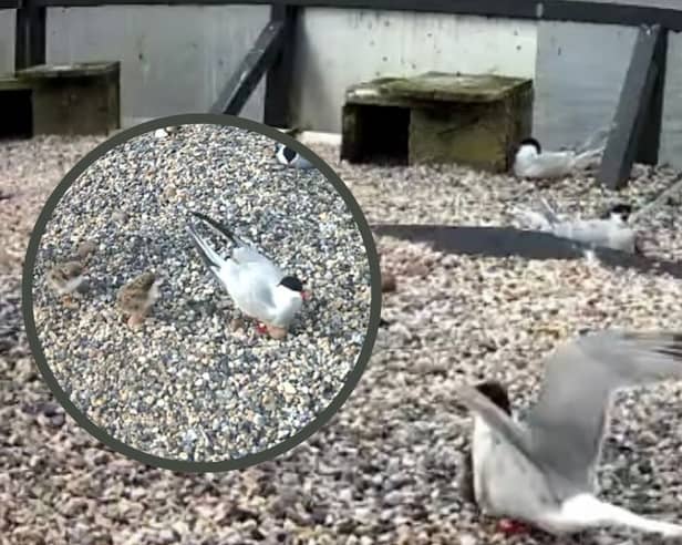 Stills from a live video feed by Conservation Volunteers Galway available on their facebook page. 