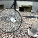 Stills from a live video feed by Conservation Volunteers Galway available on their facebook page. 