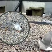 Stills from a live video feed by Conservation Volunteers Galway available on their facebook page. 