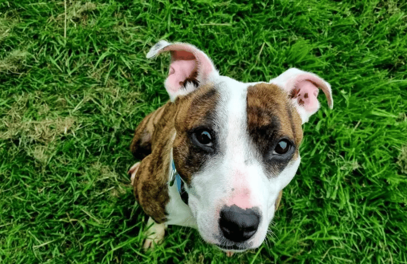 Arwen is a lovely little lady who absolutely adores spending time with her humans and can be quite demanding for attention! She is full of beans and so will need an active family who can keep up with her and take her on lots of lovely adventures, keeping her both mentally and physically stimulated.