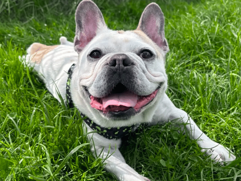 Koda is a lovely little lad who enjoys socialising with his human friends. He’s an enthusiastic boy and even greets strangers as if they’re his best friend! He absolutely loves getting out and about on his walks and also enjoys playing with his toys – particularly balls or soft toys.