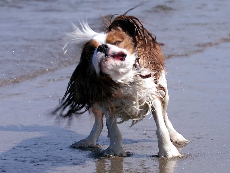 Carol, a one-year-old King Charles Spaniel, shakes the cool sea water off after a dip on Portobello Beach in May 2001.