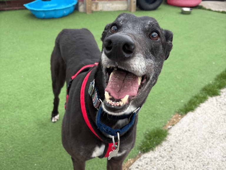 "Duke is an incredibly affectionate boy who would lean against you all day given the chance. He’s very typical of the breed and will mostly be found upside down in his bed! Duke is very playful and loves toys! He is a real gentle giant and will make the perfect member of a sighthound loving family. He is clean in his kennel and walks nicely on the lead. Duke is good with other dogs on walks but would prefer to be a solo dog with all the attention to himself. He could live with children aged 10+"
- https://www.thornberryanimalsanctuary.org/animals/duke/