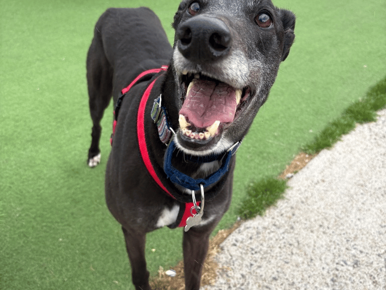 "Duke is an incredibly affectionate boy who would lean against you all day given the chance. He’s very typical of the breed and will mostly be found upside down in his bed! Duke is very playful and loves toys! He is a real gentle giant and will make the perfect member of a sighthound loving family. He is clean in his kennel and walks nicely on the lead. Duke is good with other dogs on walks but would prefer to be a solo dog with all the attention to himself. He could live with children aged 10+"
 - https://www.thornberryanimalsanctuary.org/animals/duke/