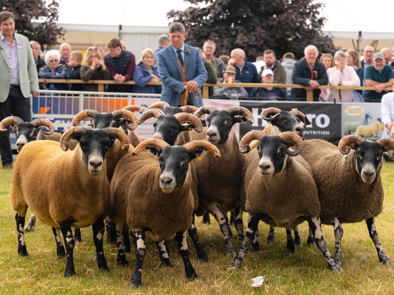 Hundreds of livestock, including pedigree sheep, are shown at the Royal Highland Show every year