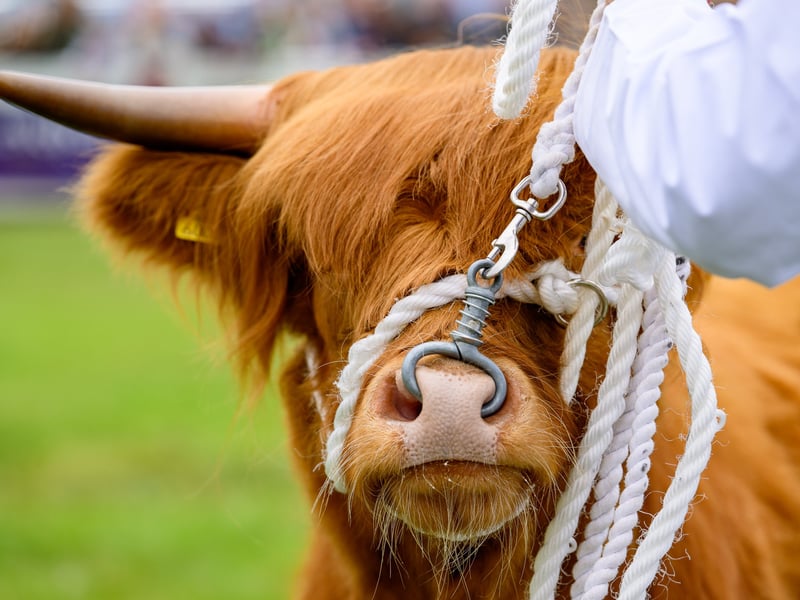 Highland cows were among the animals on display at the Royal Highland Show, which runs from Thursday, June 18 until Sunday, June 21