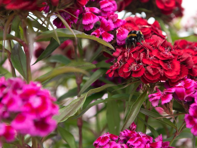 Ansdell In Bloom