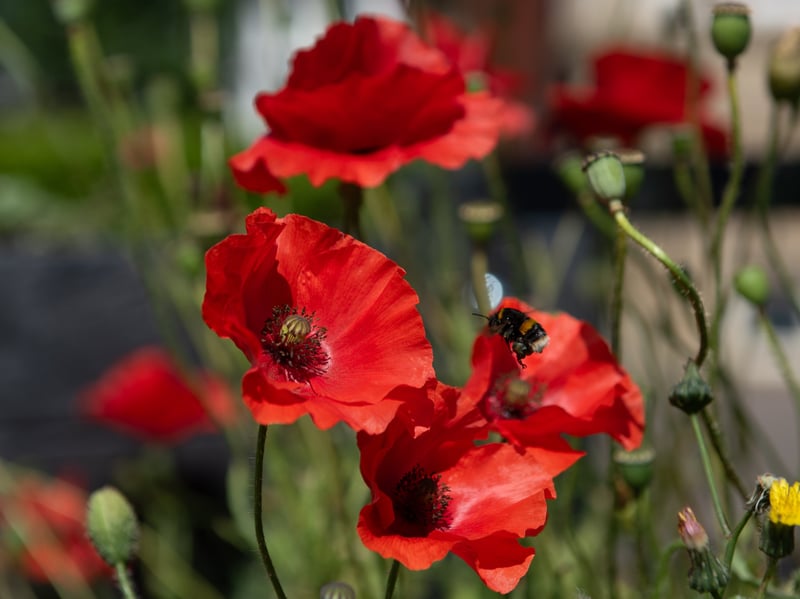 Chairman, Alan Roe, says one of the factors that makes Ansdell In Bloom a success is their commitment to planting the right flowers to attract bees. Photo: Lucinda Herbert