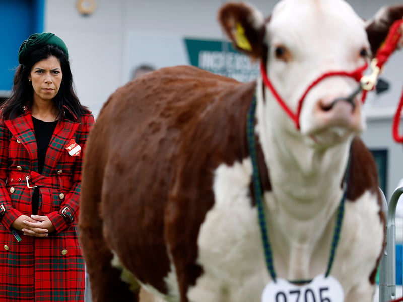 Non Thorne judges Hereford Cattle during the 240th Royal Highland Show at the Royal Highland Centre on June 18, 2026 in Edinburgh, Scotland.