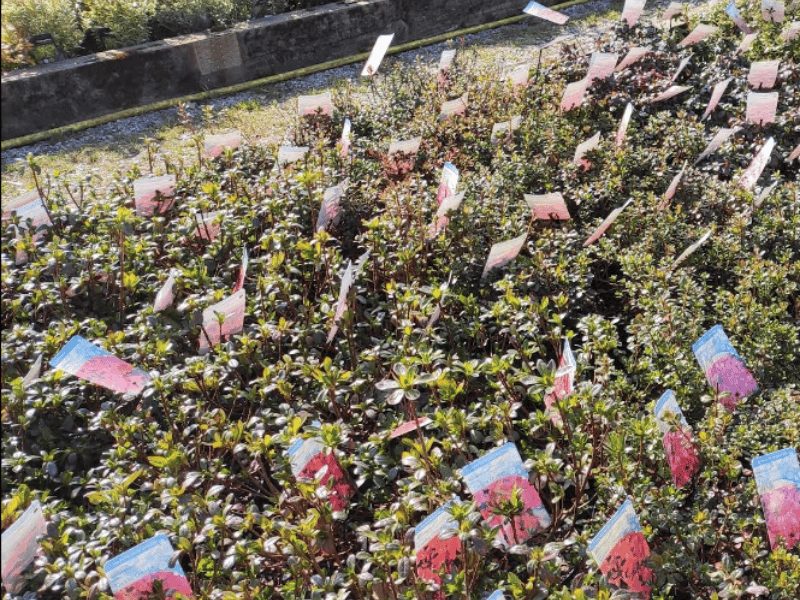 Karen Priestley argues that many modern garden centres have become overpriced supermarkets. Instead, she highly recommends Nordgreen as a "traditional garden centre with no frills, exceptional prices, and staff who are very knowledgeable on all plants." 📍 Village Street, Norwood Green, Halifax, HX3 8QG