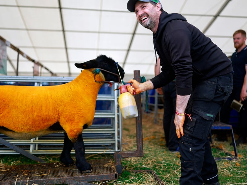 Sheep are prepared ahead of the Royal Highland Show opening at the Royal Highland Centre on June 17, 2026 in Edinburgh, Scotland.