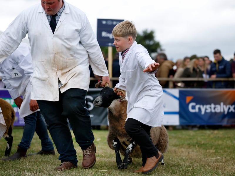 Black Faced sheep are judged during the 240th Royal Highland Show at the Royal Highland Centre on June 18, 2026 in Edinburgh, Scotland.