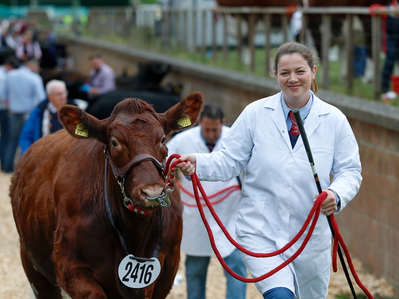 Cattle are shown during the 240th Royal Highland Show at the Royal Highland Centre on June 18, 2026 in Edinburgh, Scotland.