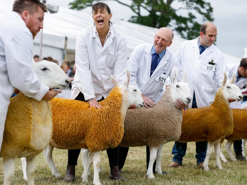 Border Leicester sheep are shown during the 240th Royal Highland Show at the Royal Highland Centre on June 18, 2026 in Edinburgh, Scotland. 