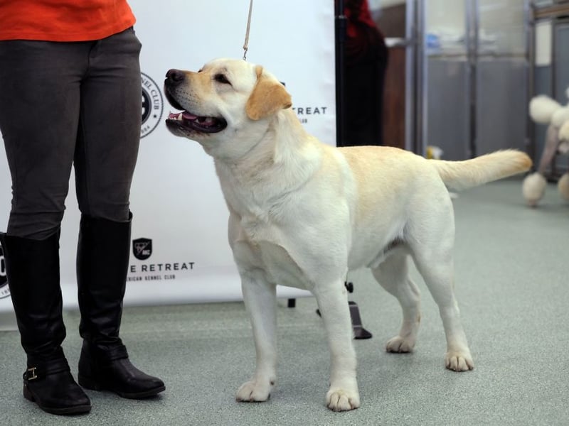 Whether black, yellow, chocolate or red, the Labrador Retriever is a perfect pub dog - happy to receive attention but made of velcro so they'll stick to their owner like glue. Just make sure your pup is exercised before and they'll happily spend hours under your table, only waking up for the occasional pat or treat.