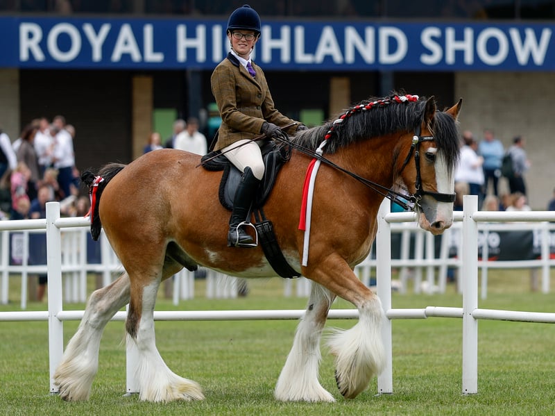 Clydesdale horses are shown during the 240th Royal Highland Show at the Royal Highland Centre on June 18, 2026 in Edinburgh, Scotland.