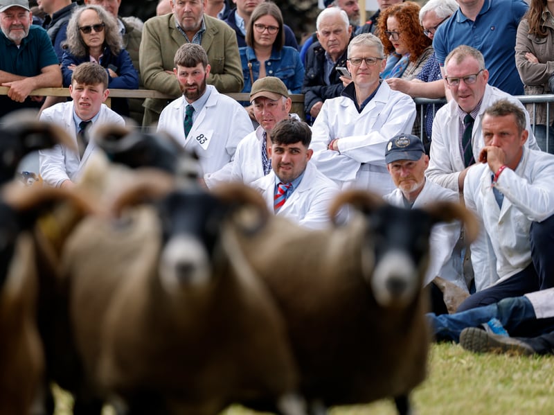 Black Faced sheep are judged during the 240th Royal Highland Show at the Royal Highland Centre on June 18, 2026 in Edinburgh, Scotland.