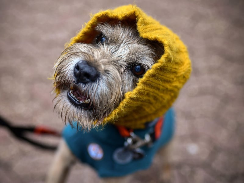 Many terriers can be a bit of a handful in a busy pub environment but the Border Terrier is probabaly the calmest. They still have that endearing bouncy energy when out-and-about but tend to be pretty mellow when inside. Their diminuative size also means they're unlikely to get in the way.