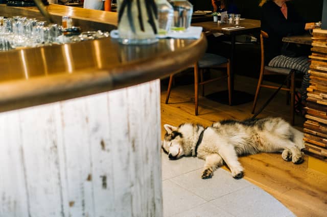 Dogs and pubs are a great combination.