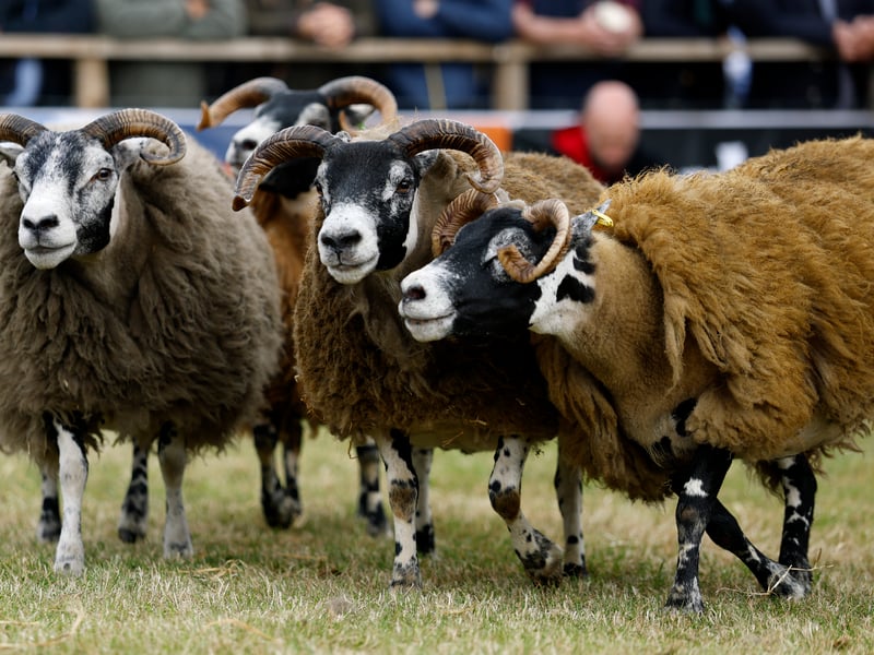 Black Faced sheep are judged during the 240th Royal Highland Show at the Royal Highland Centre on June 18, 2026 in Edinburgh, Scotland.