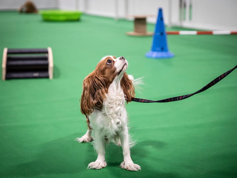 Certain to be a hit with fellow drinkers is the gorgeous Cavalier King Charles Spaniel - and it's a breed that tends to lap up attention. Another chilled dog, they'll take any pub visit in their stride. 