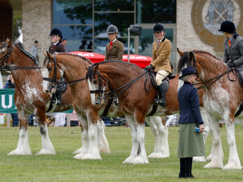Clydesdale horses are shown during the 240th Royal Highland Show at the Royal Highland Centre on June 18, 2026 in Edinburgh, Scotland.