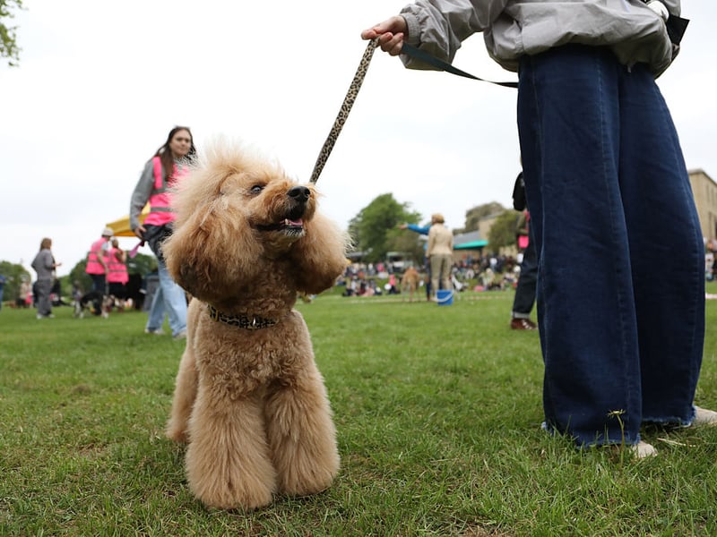 Dogs don't get much more intelligent than the Poodle and they are very adaptable to new places and situations. Any nervousness on their first pub visit will soon disappear and before you know it they'll be looking forward to popping in with you. 