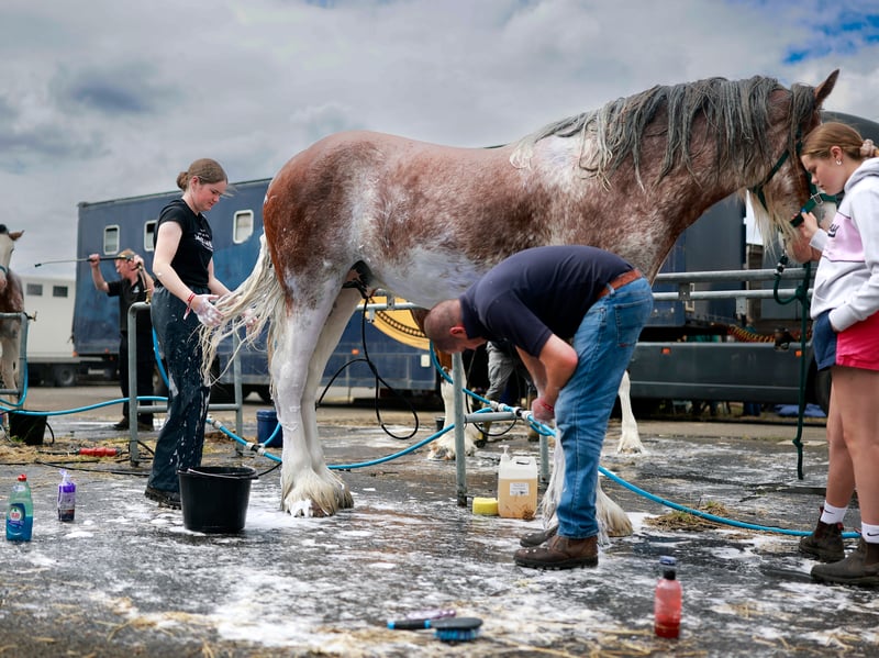 Clydesdale horses are washed ahead of the Royal Highland Show opening at the Royal Highland Centre on June 17, 2026 in Edinburgh, Scotland.
