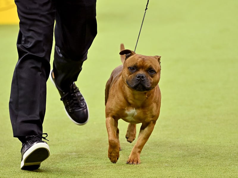 Well-trained Staffies are affectionate, people-loving dogs. Their loyalty and enthusiasm for human interaction make them popular pups with pub-goers when appropriately socialised.