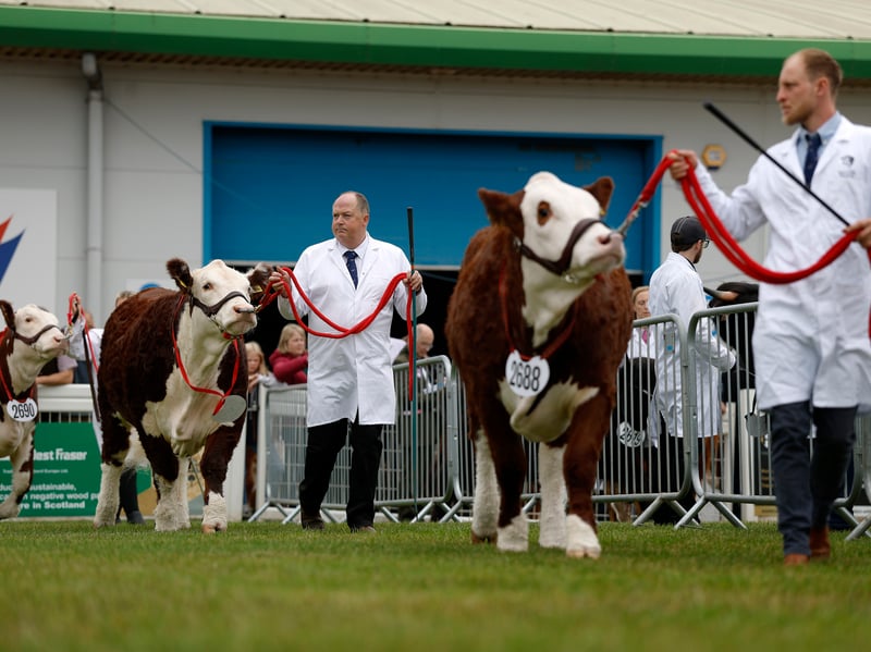 Hereford Cattle are shown during the 240th Royal Highland Show at the Royal Highland Centre on June 18, 2026 in Edinburgh, Scotland.
