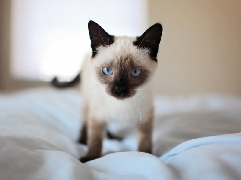 The sleek and slender Siamese tends to grow to around 6-10 pounds. Well known for their remarkable blue eyes and fine colouration, they crave company and are often inseparable from their favourite human.