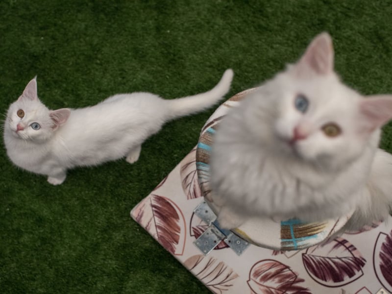 Originating near Lake Van in eastern Turkey - hence the name - this rare breed of cat is known for swimming ability and often having odd coloured eyes. This supremely affectionate breed generally weighs in at between 10–20 pounds.