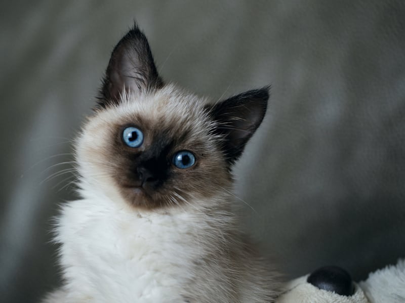 Another small cat breed closely related to the Siamese - it's essentially same cat but with a medium-length silky coat and a distinctively plumed tail - Balinese cats tend to weigh 5–10 pounds. They have a talkative and affectionate personality, and tend to be very intelligent cats.