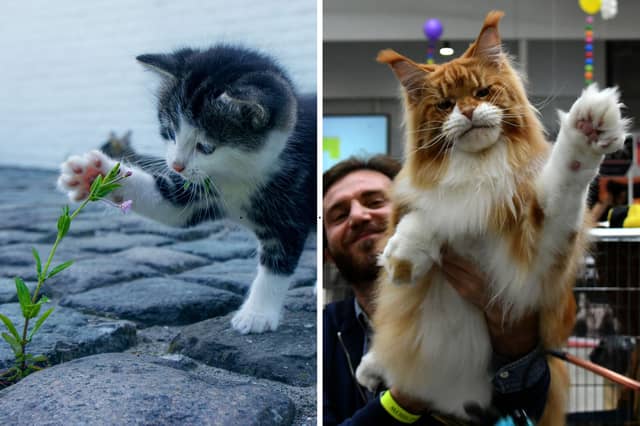 Cats come in all shapes and sizes.