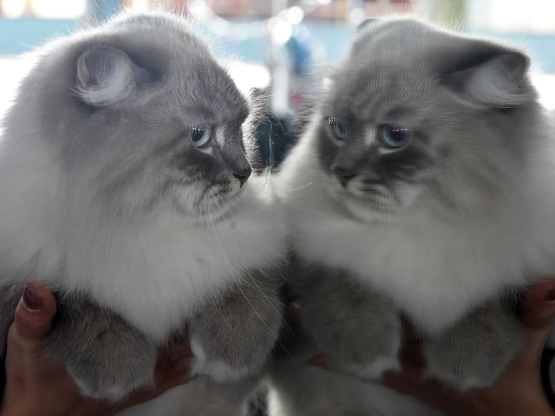Originating in Russia, Siberians are ancient forest cats who have developed dense triple coats to cope with cold winters. Their average weight when fully grown ranges from 10–17 pounds.