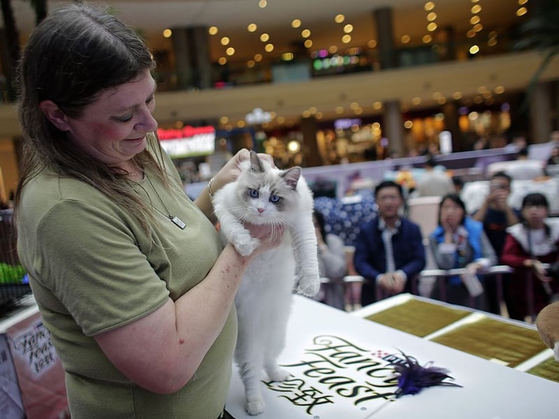 First in California during the 1960s, Ragdolls are famous for relaxed temperaments and blue eyes - which makes them one of the most popular breed of pedigree cat. They often go limp when handled and, when they do, you'll feel their full weight of between 10–20 pounds.