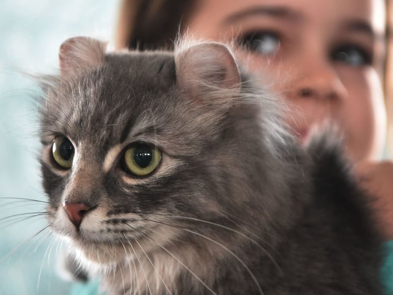 Easy to identify from their backward-curled ears - the result of a genetic mutation that sadly makes them susceptible to health issues - American Curls tend to weigh a lightweight 5–10 pounds. First bred in California, they are an adaptable breed that love humans.