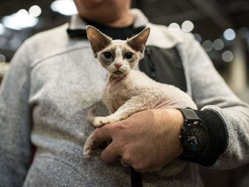 The curly-coated Devon Rex tends to weigh a compact 5-10 pounds and is known for its almost dog-like behaviour. They tend to be mischievous in the best possible way - cheeky and loving.