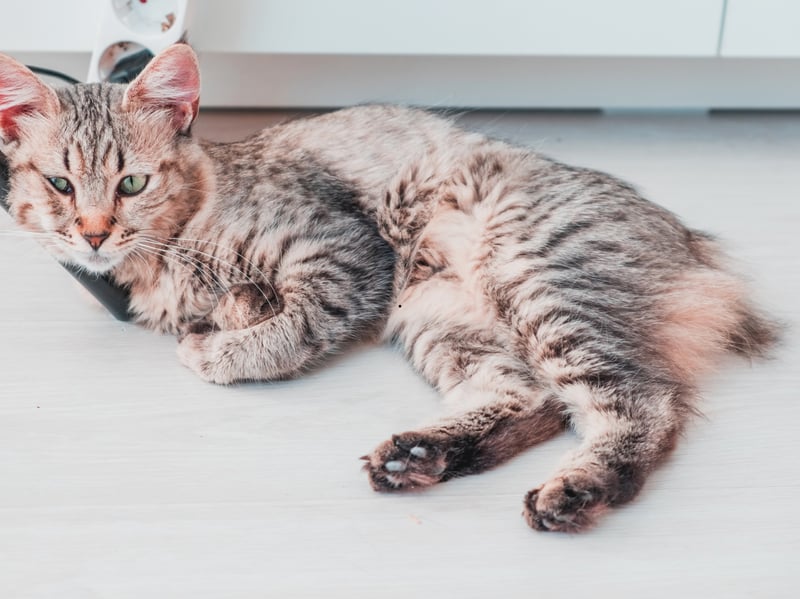 First bred in the Pacific Northwest, Pixie-bobs were selectively developed to resemble wild bobcats while remaining domestic pets. These muscular cats tend to weigh in at anything from 8–17 pounds.