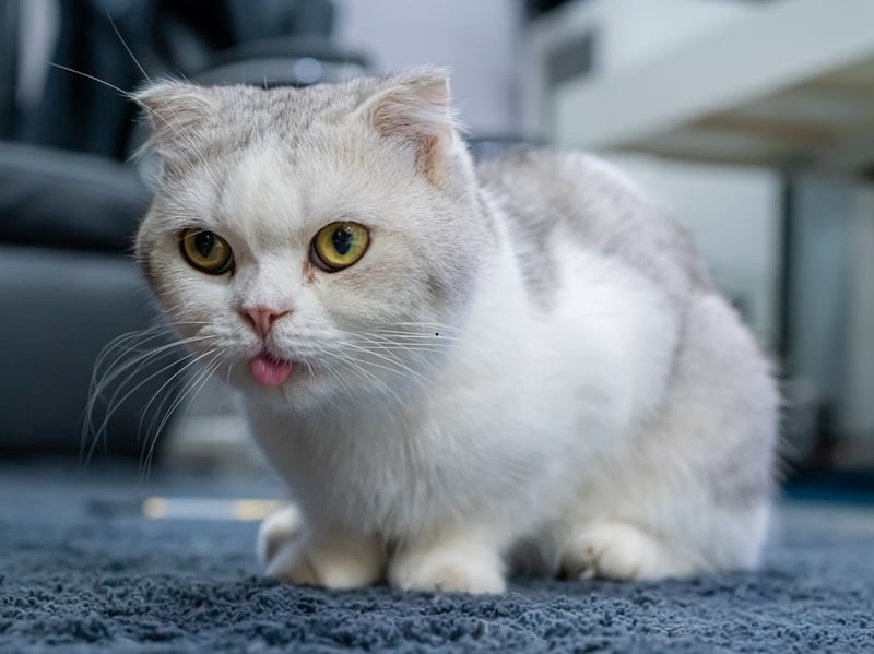 Munchkins are famous for their short legs due to a genetic mutation. Despite their stature, weighing just 5-9 pounds, they’re fast, playful, and confident. Sadly, the form of dwarfism that makes them teensy also means they can suffer from joint deformities which can reduce their mobility, potentially leading to spinal problems and early onset arthritis. 