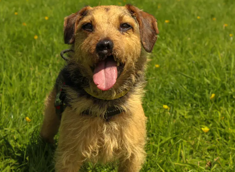 Sailor is looking for an adult-only home with experienced adopters who are happy to continue his training and understand that he may need support in certain situations. He would like a quiet home environment with a predictable routine and walks in quieter areas where he can feel comfortable and relaxed.