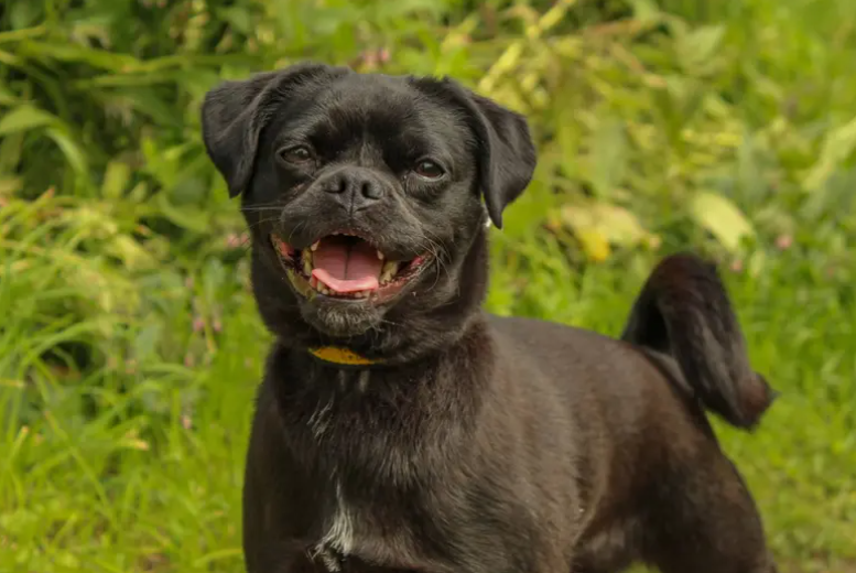 Lola is looking for a quieter home where she can relax and feel secure. She can live with children aged 10+ who understand when she would like her own space, but she would prefer to be the only dog in the home. Lola can find busy environments and lots of activity overwhelming, so she would thrive in a calm household with a predictable routine.