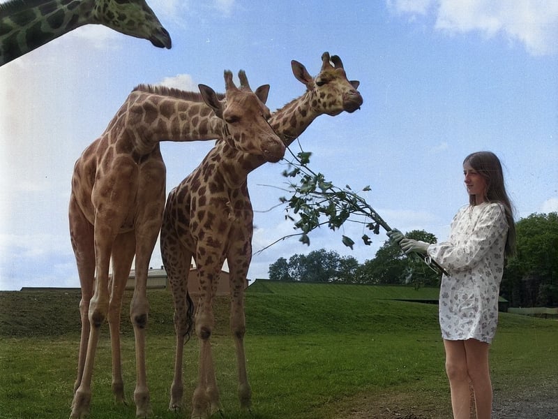 The Hon Isabella Lambton feeds the giraffes in a scene from July 1972.