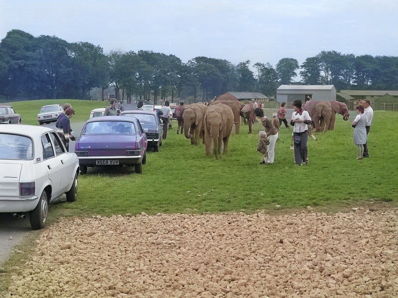 A big turnout of visitors on a sunny day in August 1974. Look at the cars of the period and the people getting up close with the elephants.