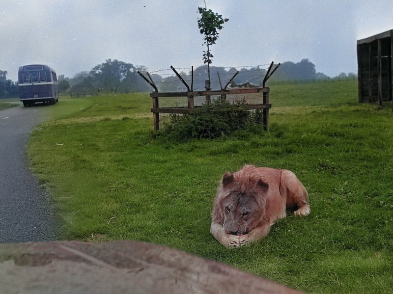 A bus load of visitors have just passed this lion who chose a roadside spot to relax as more traffic approached.