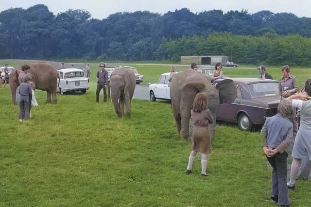 The elephants come to say hello to some of the visitors to Lambton Lion Park in August 1974.